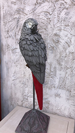 Papağan Kaideli Jako Büyük