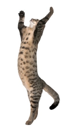 Erkek Oversize Tişört Yoga Meditasyon Kedi Baskılı Rahat Kesim Günlük Giyim Pamuk Modern Şık Zarif