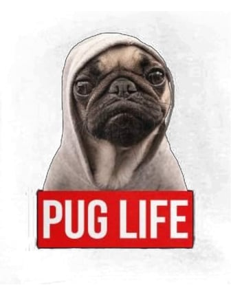 Kadın Oversize Tişört Pug Baskılı Rahat Kesim Günlük Giyim Komik Köpek Tasarımı Modern Şık Konforlu