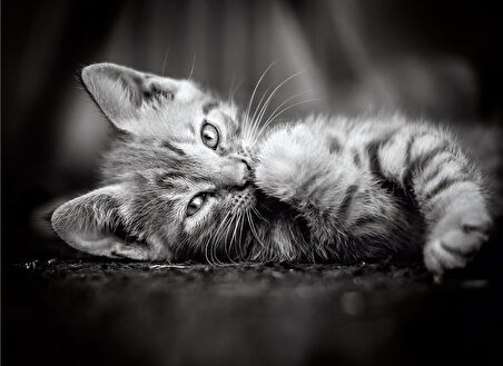 Clementoni Kedi Yavruları 1000 Parça High Quality Collection Yetişkin Puzzle Kitty Clemkit