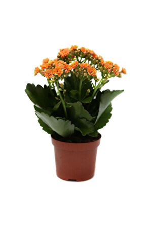Kalanşo Kalanchoe Emel Hanım Kardeş Kanı Çiçeği 10-20 cm