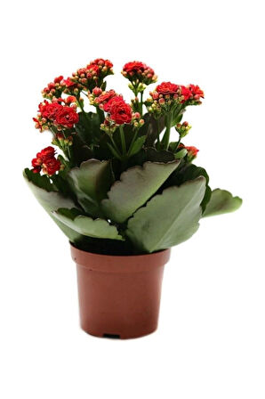 Kalanşo Kalanchoe Emel Hanım Kardeş Kanı Çiçeği 10-20 cm