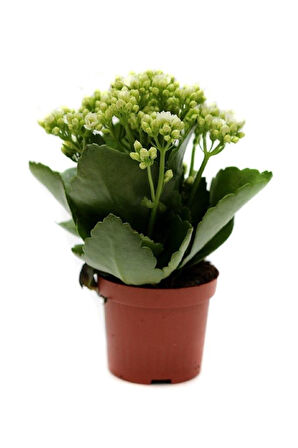 Kalanşo Kalanchoe Emel Hanım Kardeş Kanı Çiçeği 10-20 cm