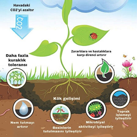 PreChar Meşe Odunu Bazlı Karbon Toprak Düzenleyici 5L Biochar 6mm ve Üstü