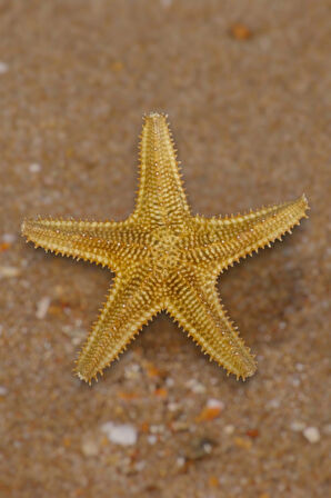 Büyük Boy Kurutulmuş Deniz Yıldızı DY17