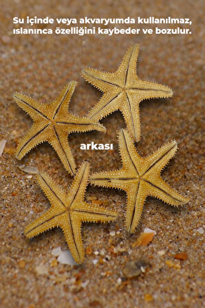 Büyük Boy Kurutulmuş Deniz Yıldızı DY17