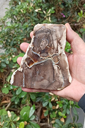 Ağaç Fosili Dekoratif Plaka 10AF