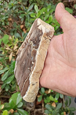 Ağaç Fosili Dekoratif Plaka 10AF