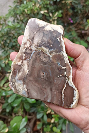 Ağaç Fosili Dekoratif Plaka 10AF