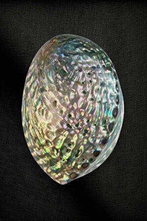 Abalone Shell Süper Renkli Istiridye Kabuğu