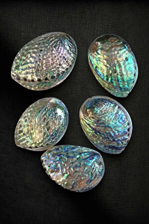 Abalone Shell Süper Renkli Istiridye Kabuğu