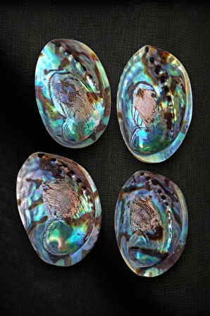 Abalone Shell Süper Renkli Istiridye Kabuğu