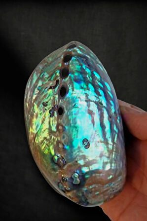 Abalone Shell Süper Renkli Istiridye Kabuğu