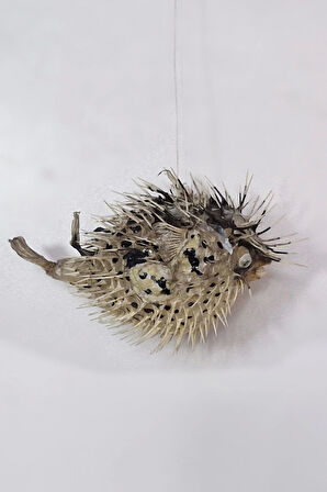 Dikenli Balon Balığı Fugu Fish