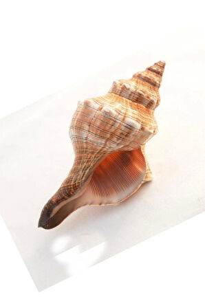 Büyük Boy Deniz Kabuğu Horse Conch 10HC