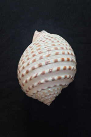 Çok Güzel Deniz Kabuğu Tonna Marginata 8TM