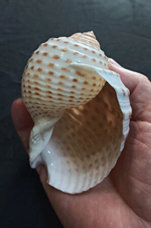 Çok Güzel Deniz Kabuğu Tonna Marginata 8TM