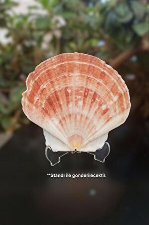 Scallop Shell Deniz Kabuğu Büyük Boy 6-SS