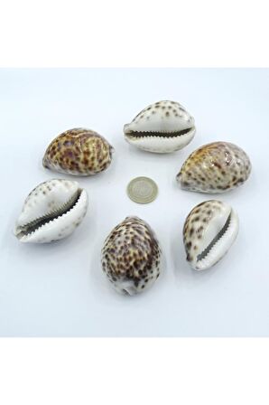 Tiger Cowry Deniz Kabuğu 32