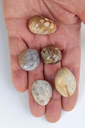 50 Gram Fosil Mercan Tamburlu Parçalar 353