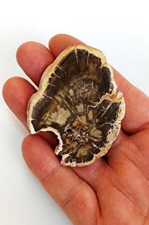 Ağaç Fosili Plaka 504