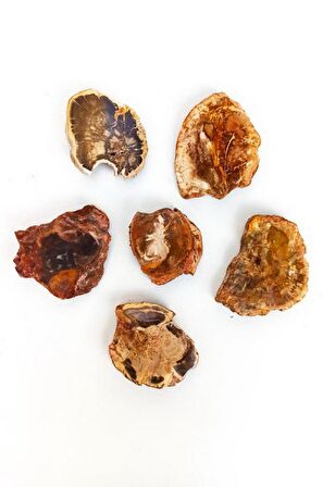 Ağaç Fosili Plaka 504