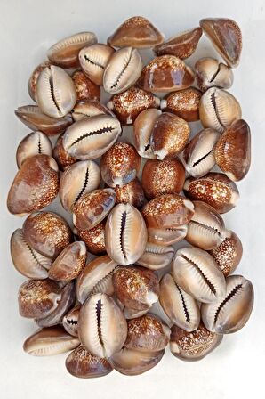 50 Gram Snake Head Cowry Deniz Kabukları 439