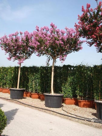 PEMBE HİNT OYA AĞACI ( 80 - 100 CM ) - TÜPLÜ