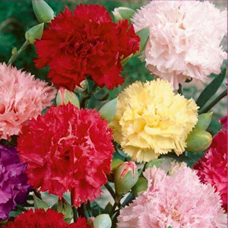 KARANFİL  Tohumu Yerli Dianthus caryophyllus 100 adet