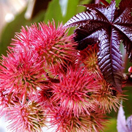 KENE ÇİÇEĞİ Tohumu Yerli Ricinus  communis 5 adet