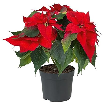 Poinsettia Atatürk Çiçeği 30-40 Cm