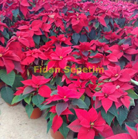 Poinsettia Atatürk Çiçeği 30-40 Cm