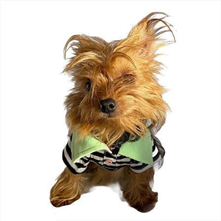 Grass Hopper Stripe Polo Yaka Tişört Köpek Kıyafeti Köpek Elbisesi