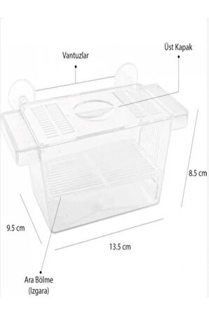 Atlantik Ikili Kristal Balık Yavruluk 14,5 cm x 10 cm