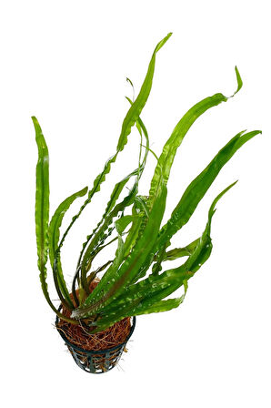 Ada Akvaryum Amazon Hançeri Cryptocoryne Crispatula 1 Kök 30 40 Cm