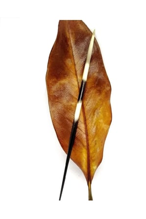 Kirpi Dikeni-kirpi Oku-küçük boy (10-14.99cm  arası) 1 adet