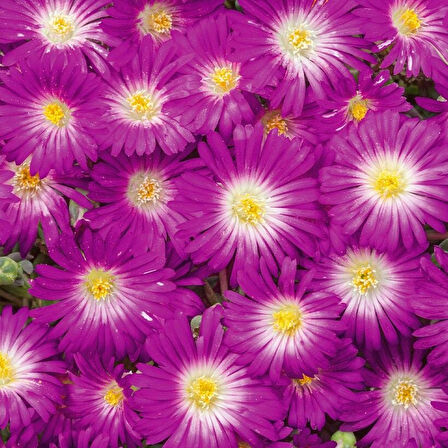 Yayılıcı Sarkıcı Delasporma Purple Buz Çiçeği Fidesi (2 Adet)