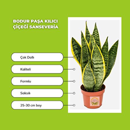 Bodur Paşa Kılıcı Çiçeği Sanseveria 25-30cm