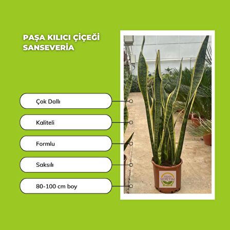 Paşa Kılıcı Çiçeği Sanseveria 80-100cm