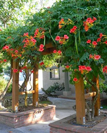 Campsis Radicans Turuncu Acem Borusu Fidanı 20-40 cm