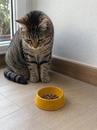 Patimalt Pati Desen Model Beton Kedi Köpek Mama ve Su Kabı 13 cm çap x 4 cm - Bronz