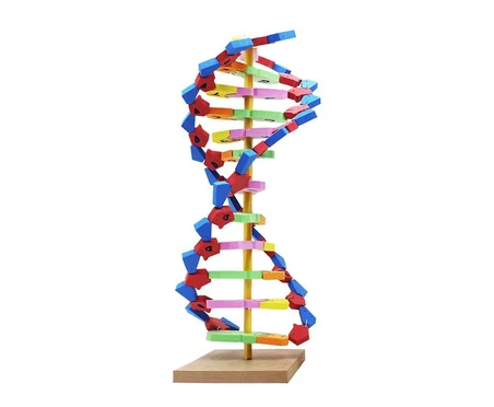 DNA Modeli Yapım Seti Eva