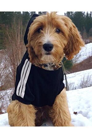 Siyah Adidog Gerçek 3 İplik 20-45kg Köpek Sweatshirt, Hoodie, Orta ve Büyük Irklar için