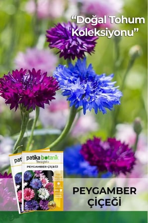 50 Adet Peygamber Çiçeği Tohumu (Centaurea)