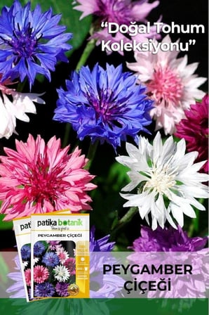 50 Adet Peygamber Çiçeği Tohumu (Centaurea)