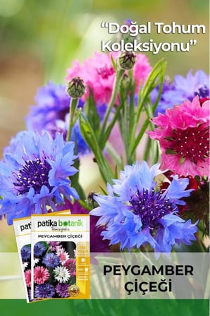 50 Adet Peygamber Çiçeği Tohumu (Centaurea)