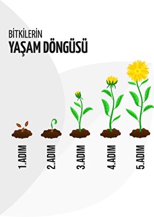 Mavi Selvi Fidanı 150Cm-200Cm