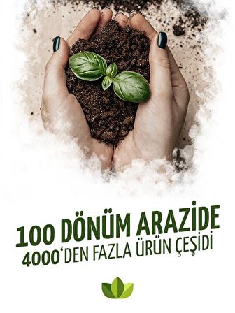 Muz Fidanı 80Cm-100Cm