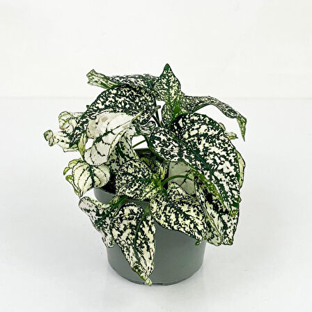 Hypoestes Phyllostachya Hostes Çiçeği Beyaz