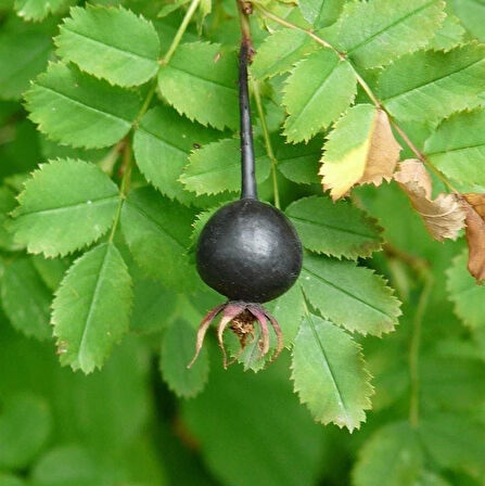 Tüplü Soğuklara Dayanıklı Siyah Kuşburnu Fidanı Seneye Meyve Veriri Durumda